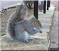 Richmond Hill Squirrel