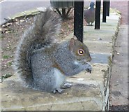 TQ1874 : Richmond Hill Squirrel by Colin Smith