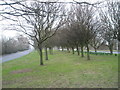 Winter trees in Western Road