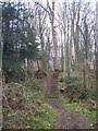 Steps on footpath in Nine Horse Wood