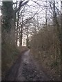 Byway in White Ash Wood