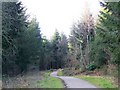 Bridleway, Puddletown Forest