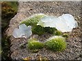 NS3678 : A moss, with "mystery jelly" by Lairich Rig