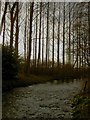 Trees along the bank of the River Ryton