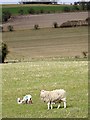 Ewe and lambs, Norrington Farm