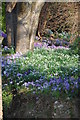 Snowdrops and crocuses