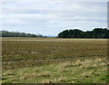 2009 : Maize stubble off the A342