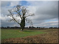 Clowne - View across fields from Hickingwood Lane