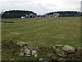 Westerheugh Farm sheltered by forestry plantations