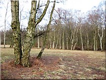SP9713 : Clearing with Silver Birch on Pitstone Common by Chris Reynolds
