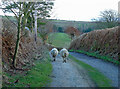 Track to Cil-wen, Aber-nant