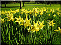 Flowers, Drumglass Park