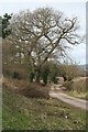 Country Driveway