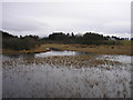 Nether Whitlaw Moss from the Boardwalk