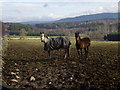 Horses by Craiglash Cottage