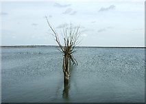 TL9511 : Drowned hedgerow trees, Tollesbury by Simon Huguet