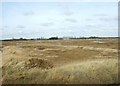 Old Hall Creek marshes