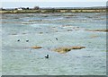 Old Hall Creek Marshes