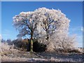 Hoarfrost at Mellendean