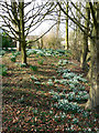 Snowdrops, trees and daffodils, A3102, Lyneham