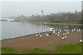 Gulls by the boating lake,  Queen