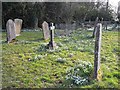 NU2417 : Snowdrops amongst the gravestones by Oliver Dixon