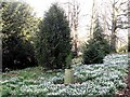 NU2417 : Snowdrops in Howick Hall Arboretum by Oliver Dixon