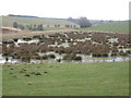 Wetlands amidst the grazing