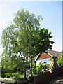 Birch and maple in the front garden