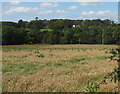 View across rough pasture and woodland towards Plas Tregayan