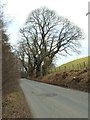 Roadside trees