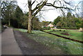 Crocuses by the stream, Alexandra Park