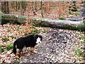 A fallen tree blocks the way