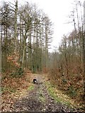 SP9208 : The Footpath through the Larch Plantation by Chris Reynolds
