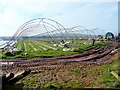 Strawberry growing by Strawberry Hill