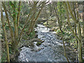 The Hoddnant flowing through woodland.