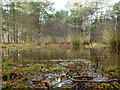 Woods near Dulnain Bridge