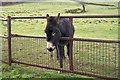 Does My Head Look Big In This? ... Mill Lee Road, Low Bradfield