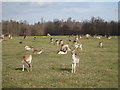TQ5454 : Deer at Knole Park by Oast House Archive