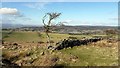 Ruined wall north-west of Lordenshaw hillfort