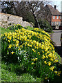 Daffodils outside the church