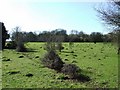 Anthills in a field