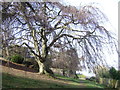 Homeyards Botanic Garden, Weeping Beech