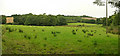 Mid Devon : Countryside & Sheep