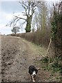 The Shire Hedge ? Marking the County Boundary at Tring