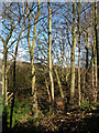 Woods near Oak Beck