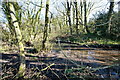 Muddy Pond at Forton