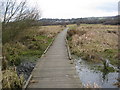 Walkway through the Wetlands