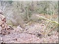 Looking down the landslide to the Avon Water at Chatelherault Country Park