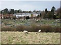 Sheep in Meadow, with Allotments beyond.